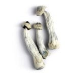 Albino Penis Envy (aka A.P.E)